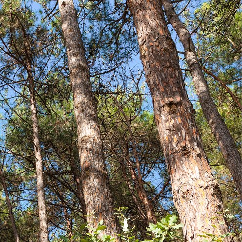 Předpokládaný vývoj těžby v ČR